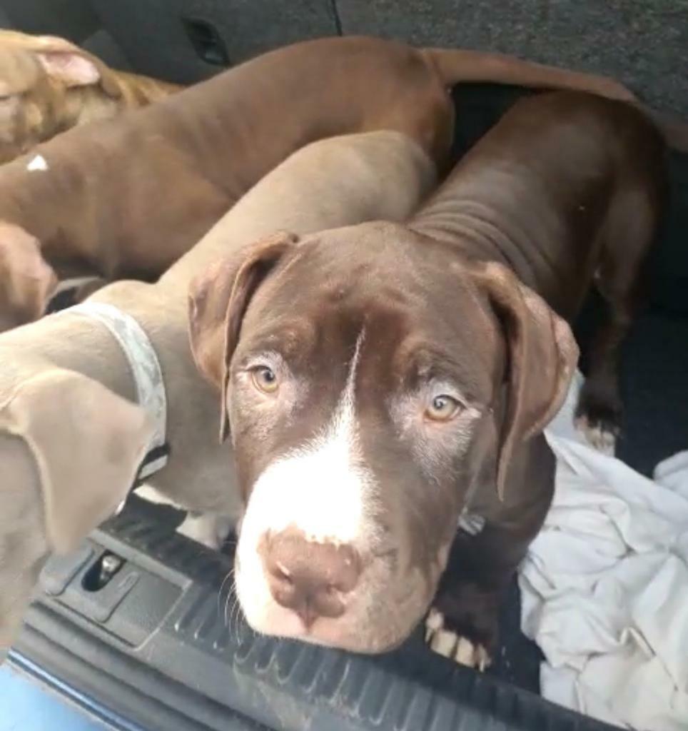 dark chocolate pitbull